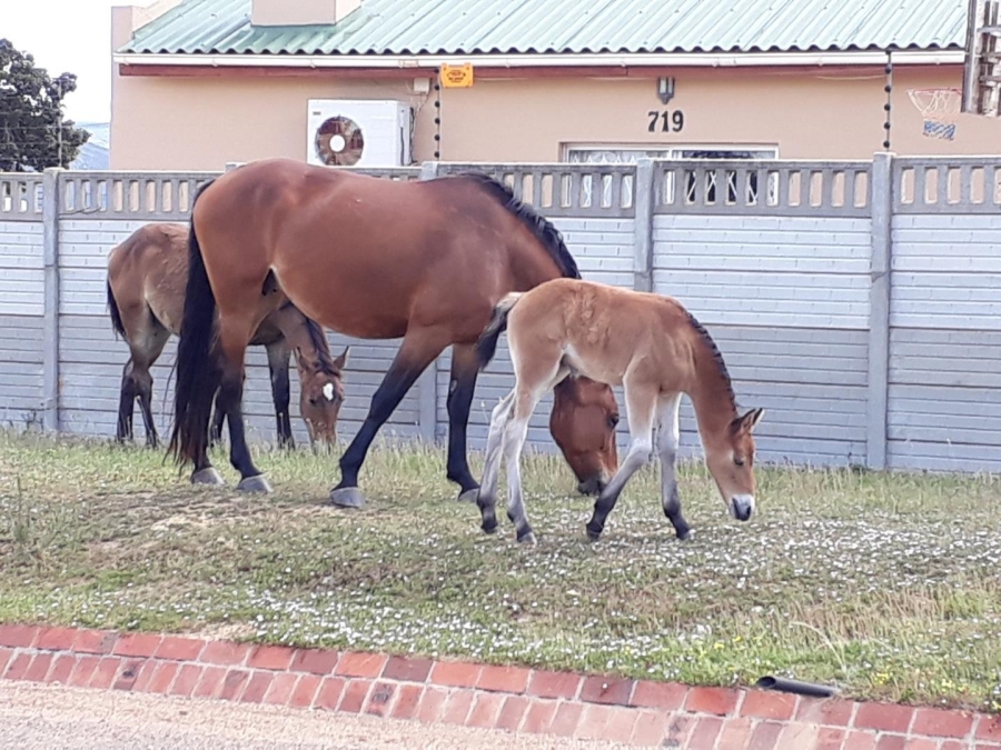 0 Bedroom Property for Sale in Fisherhaven Western Cape